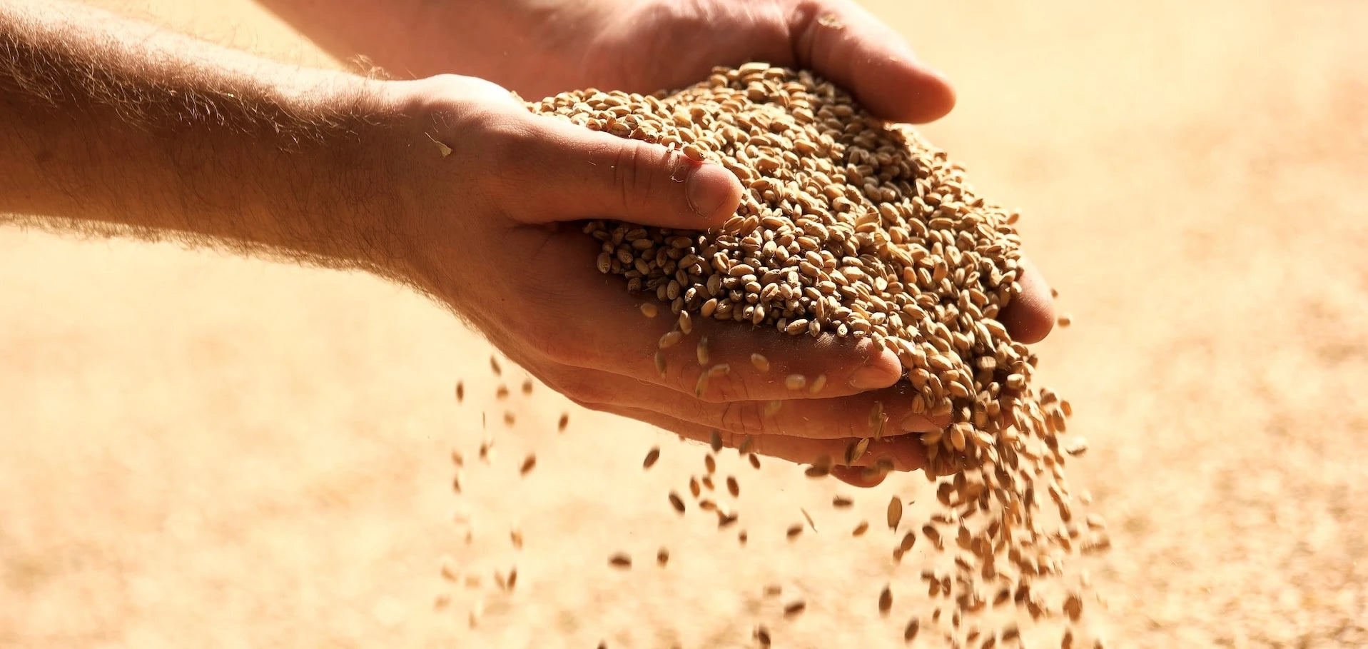 Mani che selezionano chicchi di grano, simbolo di materia prima, origine e cura nelle filiere Terregiara