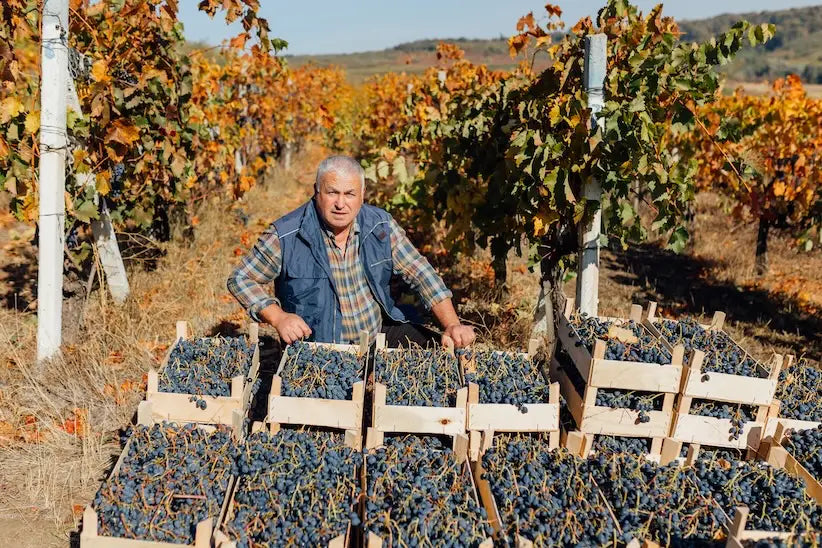Agricoltore tra i vigneti durante la vendemmia, con cassette di uva appena raccolta in primo piano